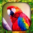 Icon of program: Bird Live Wallpaper Bird…