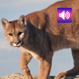 أيقونة البرنامج: Cougar  Mountain Lion Sou…