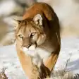 Cougar  Mountain Lion Sounds