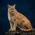 Ikona programu: Cougar Mountain Lion Sou…