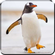 程序图标：Penguin Live Wallpaper