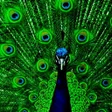 程序图标：Peacock Wallpapers