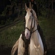 Icon of program: New Eye Colors For Horses