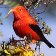 Programın simgesi: Bird ID Hawaii