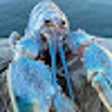 Icon of program: Blue Lobster