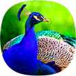 Peacock Ringtones