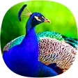 Peacock Ringtones