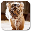 程序图标：Little Tiger Live Wallpap…