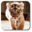 Little Tiger Live Wallpaper