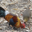 Ikona programu: Bird Sounds and Calls ~ S…