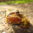 أيقونة البرنامج: Frog Calls