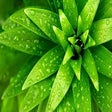 Biểu tượng của chương trình: Green Wallpaper
