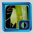 程序图标：Vegetable Pests and Disea…