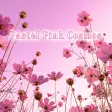 Pastel Pink Cosmos Theme