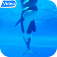Icon of program: Orca Whale Video Wallpape…