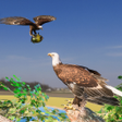 Ícone do programa: Eagle Simulator Game 3D