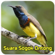 Programın simgesi: Suara Sogok Ontong Pikat …