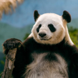 Icon of program: Cute Kawaii Panda Wallpap…