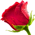 أيقونة البرنامج: Roses Stickers for WhatsA…
