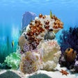 Icono de programa: Amazing 3D Aquarium