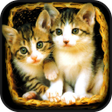 أيقونة البرنامج: cat sounds
