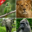 程序图标：Animal sounds