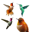 Stickers de colibries