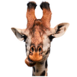 程序图标：Animated Animals Stickers
