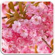 程序图标：Flowers Wallpaper