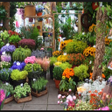 プログラムのアイコン：various flower plants