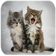 プログラムのアイコン：Kitten Sounds