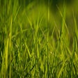 Ikona programu: Tapety Wiosenne Trawy