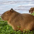 プログラムのアイコン：Capybara wallpaper