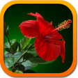 Icon of program: Комнатные растения беспл.