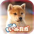プログラムのアイコン：Shibainu Simulation Game …