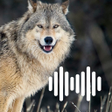 Icon of program: Wolf Hunting Calls