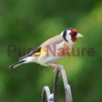 أيقونة البرنامج: Bird Sounds - Pure Nature