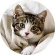 Ikon program: Cute Cats & Kittens Wallp…