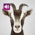 程序图标：Goat Sounds