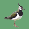 أيقونة البرنامج: Decoy on swamp and waterf…