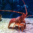 Lobster HD Wallpapers New Tab Theme