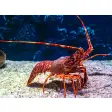 Lobster HD Wallpapers New Tab Theme