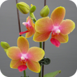 プログラムのアイコン：Orchid Wallpaper