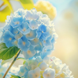 Programikonen: Relaxing Wallpaper
