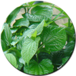 程序图标：Mẹo Dân Gian Trị Các Bệnh