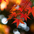 プログラムのアイコン：Autumn Wallpaper