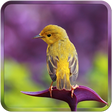 Bird Wallpapers HD icon
