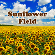 Ícone do programa: Sunflower Field Theme