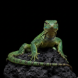 程序图标：Appp.io - Lizard Sounds