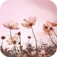 プログラムのアイコン：Floral Wallpapers